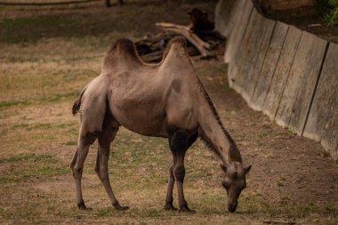 Brown camel on dirty floor in dark summer hot cloudy day