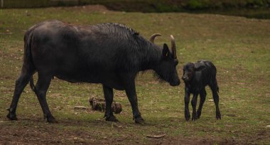 Water buffalo near dark dirty lake in cloudy summer hot day