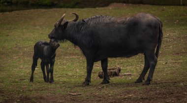 Water buffalo near dark dirty lake in cloudy summer hot day