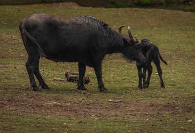 Water buffalo near dark dirty lake in cloudy summer hot day