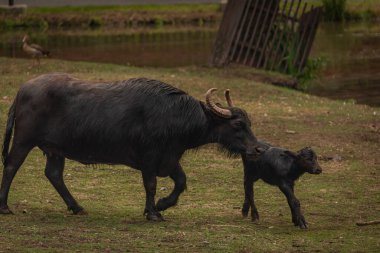 Water buffalo near dark dirty lake in cloudy summer hot day