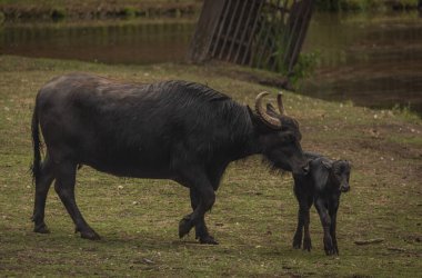 Water buffalo near dark dirty lake in cloudy summer hot day