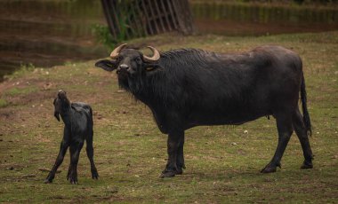 Water buffalo near dark dirty lake in cloudy summer hot day
