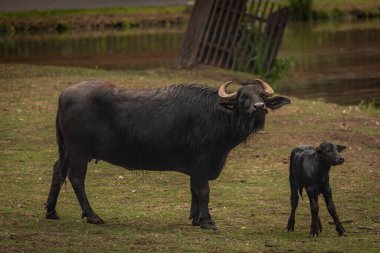 Water buffalo near dark dirty lake in cloudy summer hot day