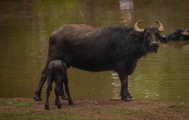 Water buffalo near dark dirty lake in cloudy summer hot day
