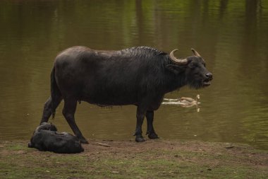Water buffalo near dark dirty lake in cloudy summer hot day