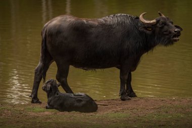 Water buffalo near dark dirty lake in cloudy summer hot day