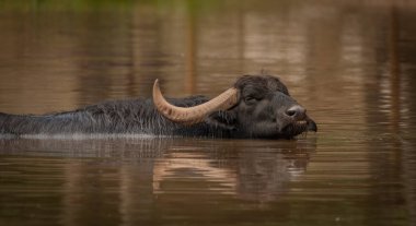 Water buffalo near dark dirty lake in cloudy summer hot day