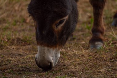 Dark gray donkey on green grass in cloudy summer hot day