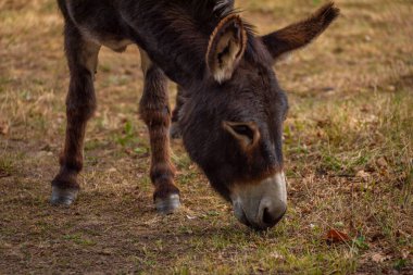 Dark gray donkey on green grass in cloudy summer hot day