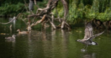 Sea gulls near green lake in summer hot sunny day