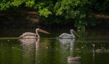 Orange pink whiite pelican near green lake in sunny summer hot day