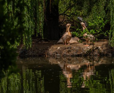 Orange pink whiite pelican near green lake in sunny summer hot day