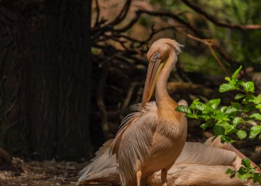 Orange pink whiite pelican near green lake in sunny summer hot day