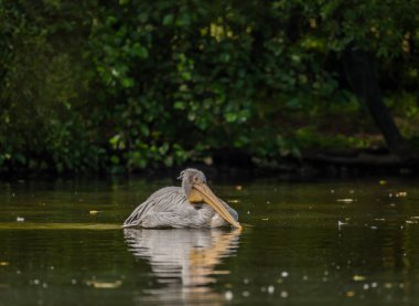 Orange pink whiite pelican near green lake in sunny summer hot day