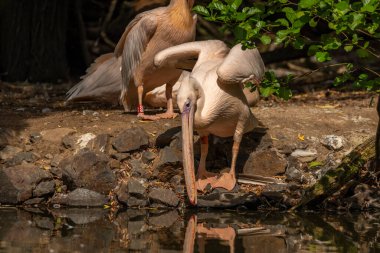 Orange pink whiite pelican near green lake in sunny summer hot day