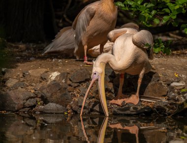 Orange pink whiite pelican near green lake in sunny summer hot day
