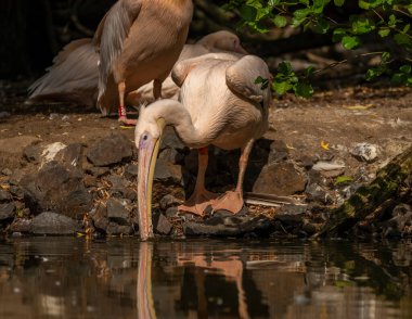 Orange pink whiite pelican near green lake in sunny summer hot day