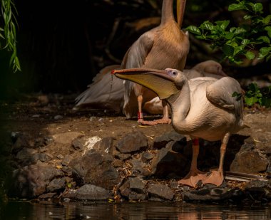 Orange pink whiite pelican near green lake in sunny summer hot day