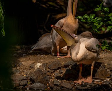 Orange pink whiite pelican near green lake in sunny summer hot day