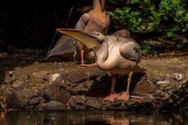 Orange pink whiite pelican near green lake in sunny summer hot day