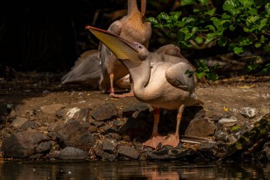 Orange pink whiite pelican near green lake in sunny summer hot day