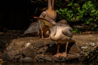 Orange pink whiite pelican near green lake in sunny summer hot day