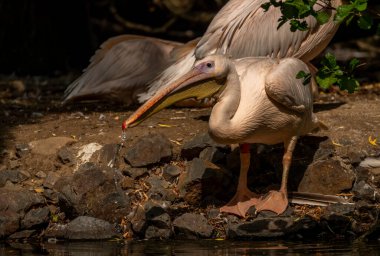 Orange pink whiite pelican near green lake in sunny summer hot day