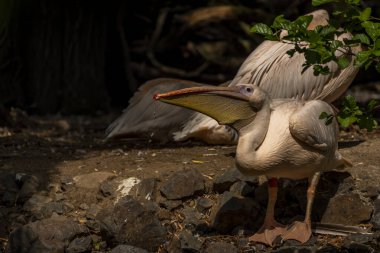Orange pink whiite pelican near green lake in sunny summer hot day
