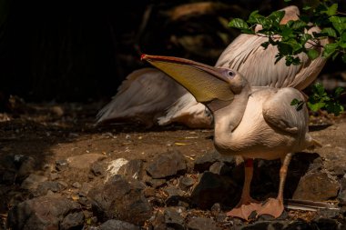 Orange pink whiite pelican near green lake in sunny summer hot day