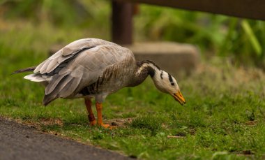 White special duck near dirty water lake in summer dry hot day