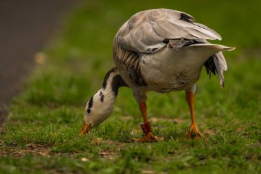 White special duck near dirty water lake in summer dry hot day