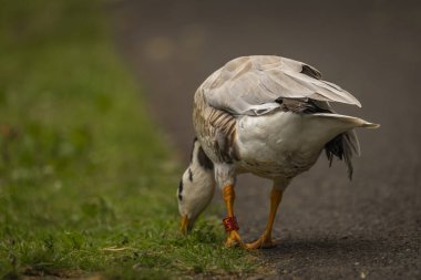 White special duck near dirty water lake in summer dry hot day