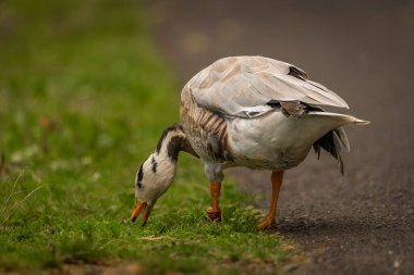 White special duck near dirty water lake in summer dry hot day