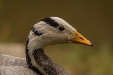 White special duck near dirty water lake in summer dry hot day