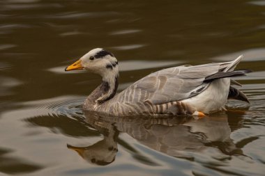 White special duck near dirty water lake in summer dry hot day