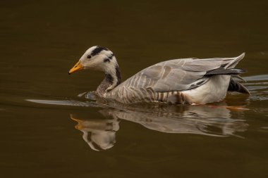 White special duck near dirty water lake in summer dry hot day