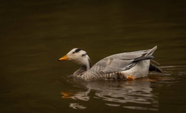 White special duck near dirty water lake in summer dry hot day