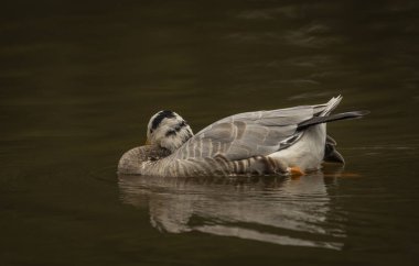 White special duck near dirty water lake in summer dry hot day