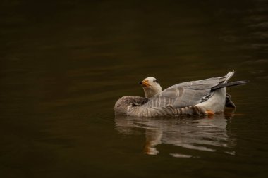 White special duck near dirty water lake in summer dry hot day