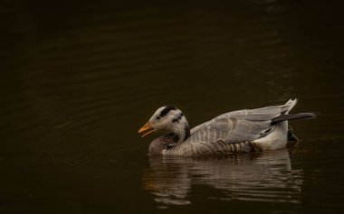 White special duck near dirty water lake in summer dry hot day