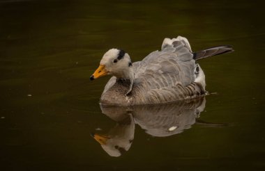 White special duck near dirty water lake in summer dry hot day