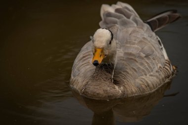 White special duck near dirty water lake in summer dry hot day