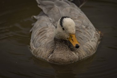 White special duck near dirty water lake in summer dry hot day