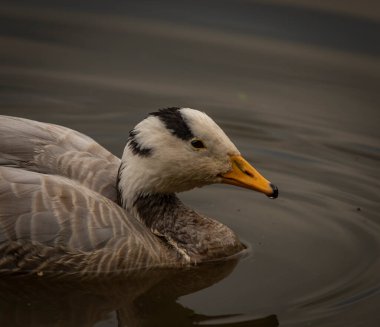 White special duck near dirty water lake in summer dry hot day