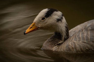 White special duck near dirty water lake in summer dry hot day