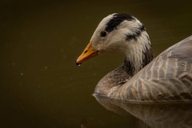White special duck near dirty water lake in summer dry hot day