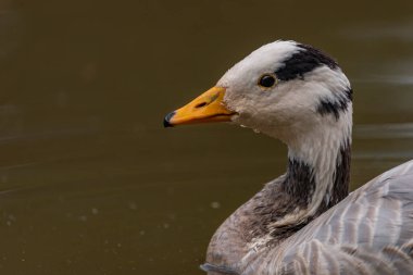 White special duck near dirty water lake in summer dry hot day