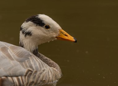 White special duck near dirty water lake in summer dry hot day
