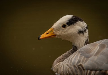 White special duck near dirty water lake in summer dry hot day
